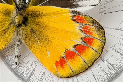 Tracing Butterflies’ 100-Million-Year-Old Family Tree