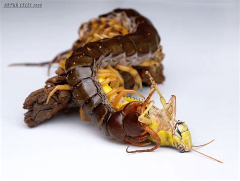 99.Scolopendra subspinipes by Bullter on DeviantArt