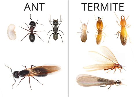 How to tell Termites apart from Ants