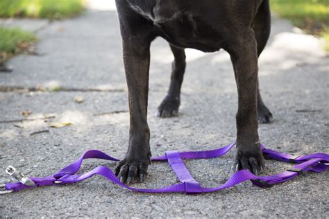 How To put on A Dog Harness Step By Step Guide