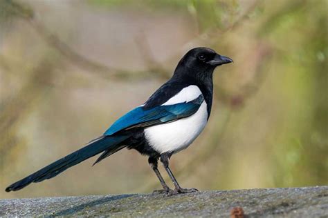 Magpie (Pica pica) - www.birdwords.co.uk