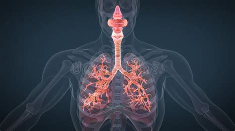 External Respiration Stock Illustrations – 76 External Respiration ...