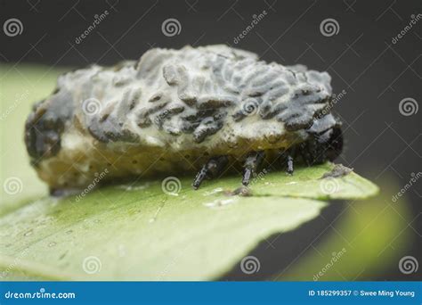 Close Up Shots of the Life Cycles of Leaf Beetle Stock Image - Image of ...