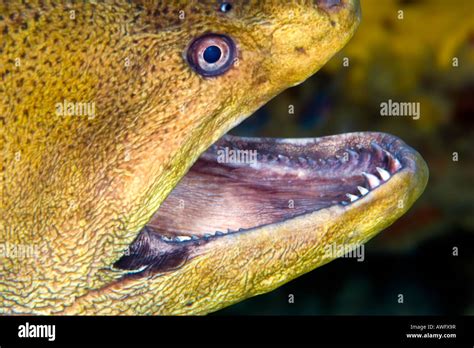 Moray Eel Teeth / Saw-tooth Moray Eel | Portrait of a Saw-tooth Moray ...