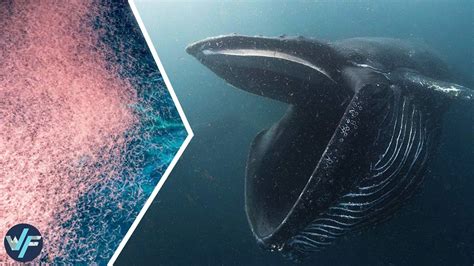 This Is Why The Whales Get So Big When They Feed On Plankton - YouTube