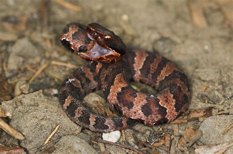 Baby Cottonmouth | Flickr - Photo Sharing!