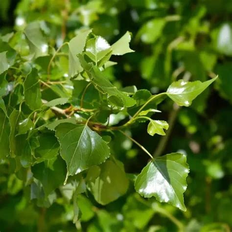 Native Black Poplar Plants: Sapling Trees for Sale | Ashridge