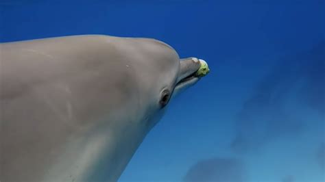 Dolphins Play Catch with a Pufferfish | OGN Daily