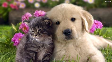 Pets Wallpapers - Wallpaper Cave