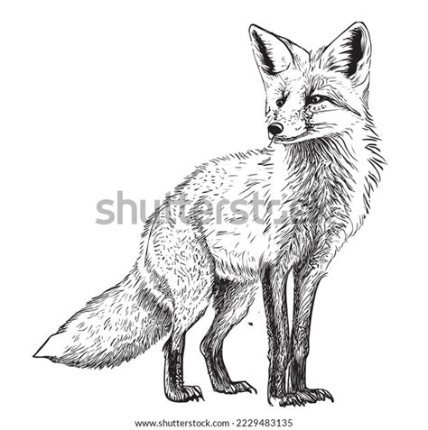 Fox Sitting Hand Drawn Sketch Wild Stock Vector (Royalty Free ...