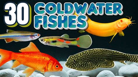 Coldwater Aquarium Fish: 30 Species to Consider - YouTube