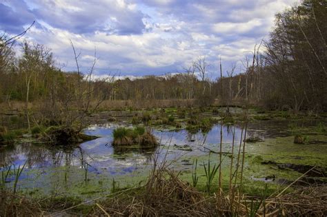 Swamp Landscape Scenic - Free photo on Pixabay - Pixabay