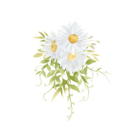 Daisy Bouquet Hd Transparent, Watercolor White Daisy Flower Bouquet ...