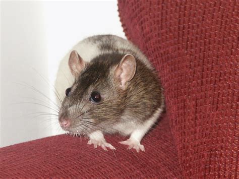 Rats and Their Types, Colors, and Patterns (With Photos) - PetHelpful