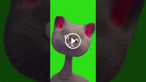 cat laughing Green screen - Video Download MP4