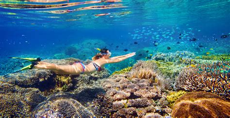 Outer Reef Snorkel Day Trip From Cairns | Divers Den