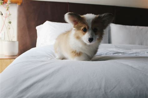 9 pet-friendly hotels in Austin offer the perfect stay for canines