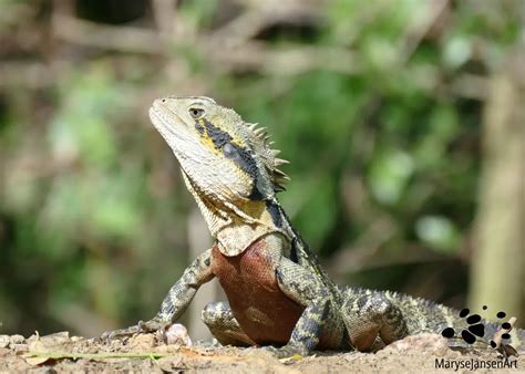 The Eastern Water Dragon – a Unique and Fascinating Reptile