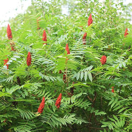 Staghorn Sumac For Sale Online | The Tree Center