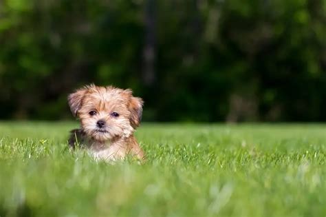 Shorkie: Breed Info and 7 Must-Know Facts For Pet Parents | Perfect Dog ...