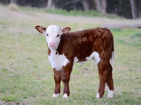 Calf Poll Hereford Beau River Barnyard Animals, Animals And Pets, Wild ...