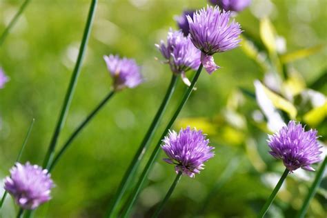 Garlic Flowers » More Than a Pretty Flower