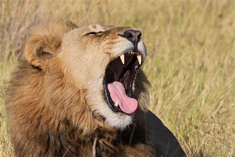 Why do male lions roar? - African Safaris Ltd