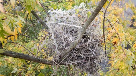 Birds have clever solution for a cuckoo conundrum | Science News