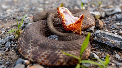 Cottonmouth snakes: Facts about water moccasins | Live Science