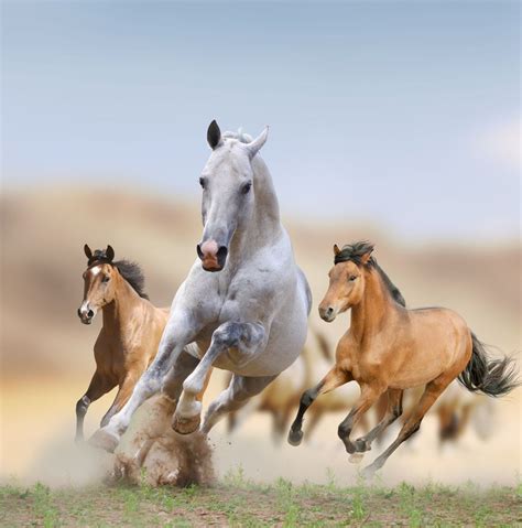 Mustangs: Facts About America's Wild Horses | Live Science