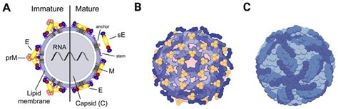 Antibodies | Free Full-Text | Serological Cross-Reactivity in Zoonotic ...