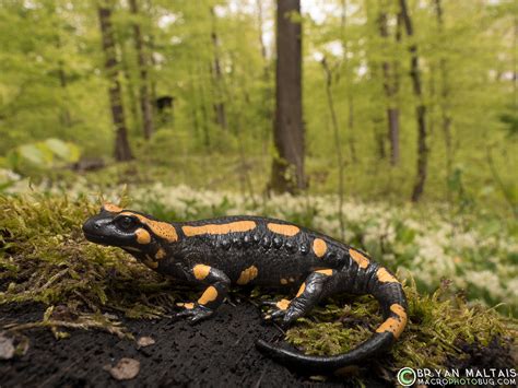 Fire Salamander im Wald