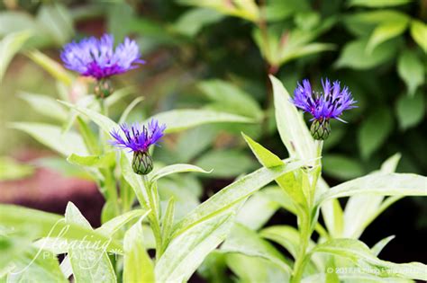 Blue Bachelors Button | Floating Petals Wednesday's Flower