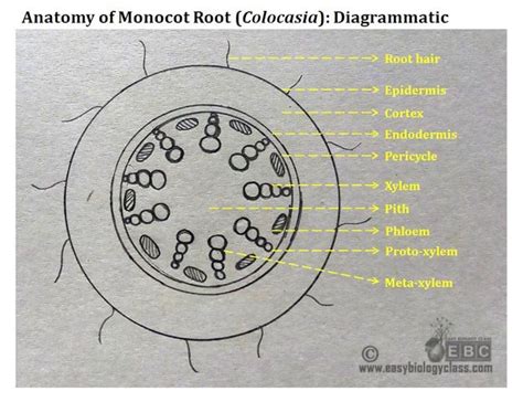 Monocot Root Cross Section Structure (with PPT) | easybiologyclass