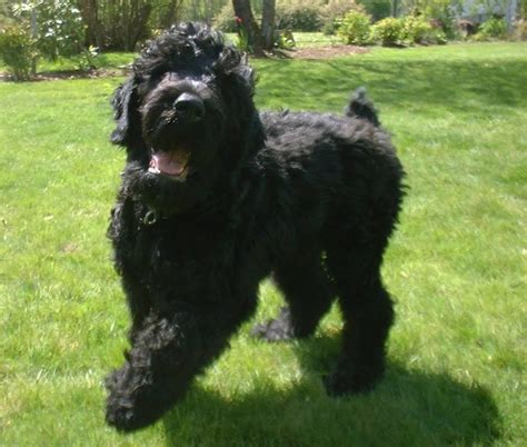 Affen Terrier designer dogs - Dog Breed Standards