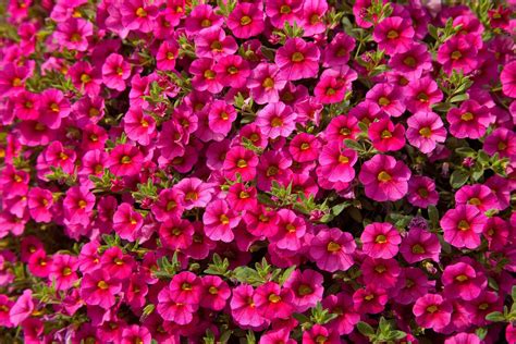 How to Grow & Care for Calibrachoa (Million Bells®)