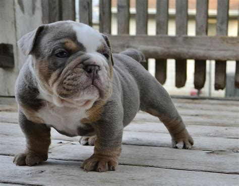 English Bulldogge Info, Temperament, Puppies, Pictures