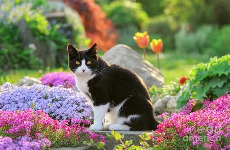 Cat in a Flowery Garden Idyll Photograph by Katho Menden - Pixels