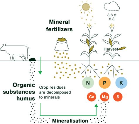 Fertilizer Types And Their Uses