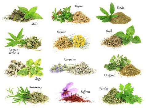 Incredible Herb Plants Examples With Names Ideas - Herb Garden Planter