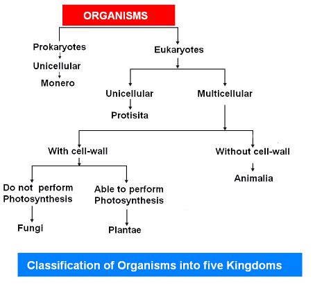 Protista: Meaning, Characteristics, and Classification