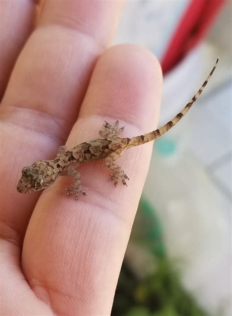 Baby house geckos are so adorable. : r/geckos