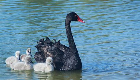 The Black Swan - The Impossible Avian (Cygnus Atratus)