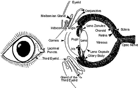 Cat Eye Anatomy Diagram