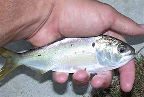 The Menhaden - A Prime Summer Bait | Coastal Angler & The Angler Magazine