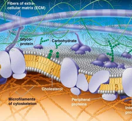 anatomy - What is the cell matrix? - Biology Stack Exchange