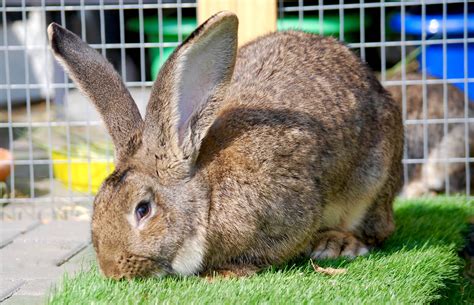 Beginner’s Guide To Flemish Giant Rabbits (Cost, Care & Ownership ...