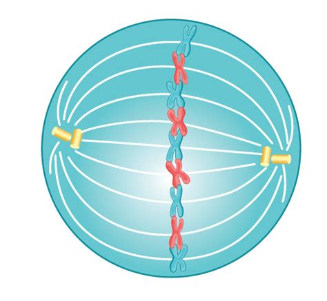 Mitosis Metaphase Diagram