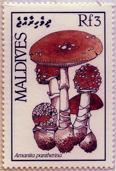 Amanita pantherina, Maldivas | Pegatinas imprimibles, Pegatinas bonitas ...