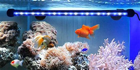 Benefits of Submersible LED Aquarium Lights - redlightcompany.co.uk